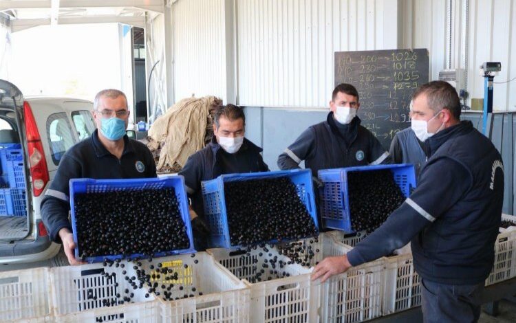 Marmarabirlik zeytin alım fiyatlarını güncelledi Marmarabirlik zeytin alım fiyatlarını güncelledi