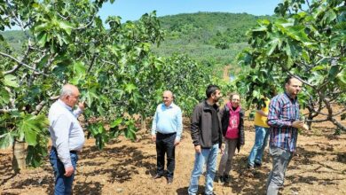 ‘Bursa Siyah İnciri’ne yerinde teknik inceleme