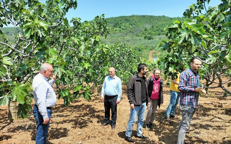 ‘Bursa Siyah İnciri’ne yerinde teknik inceleme ‘Bursa Siyah İnciri’ne yerinde teknik inceleme