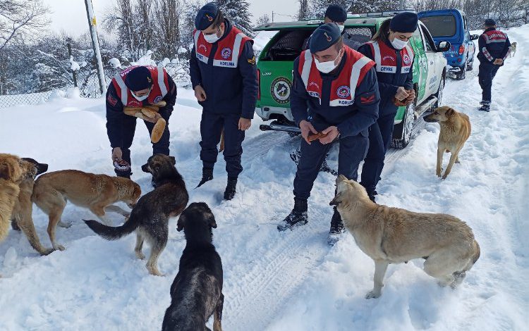Bilecik’te yaban hayvanlarına Jandarma’dan yem desteği