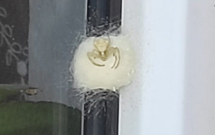 İnsan yüzlü örümcek koruma altında! İnsan yüzlü örümcek koruma altında!