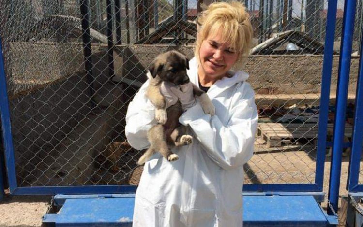 Türkiye’nin en modern barınağı Kayseri’ye yapılacak