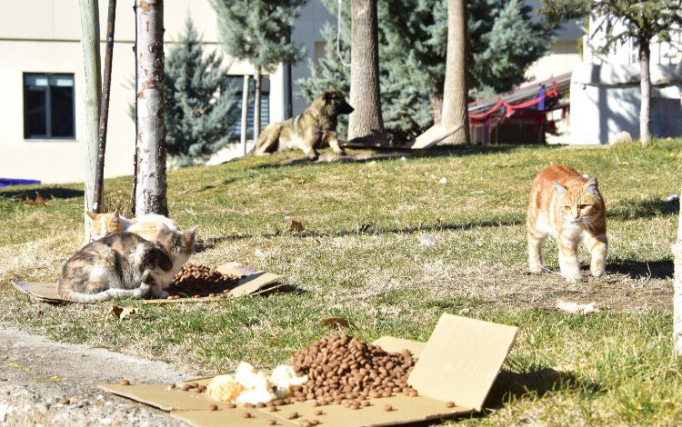 Malatya’da 25 ayrı noktada sokak hayvanları besleniyor