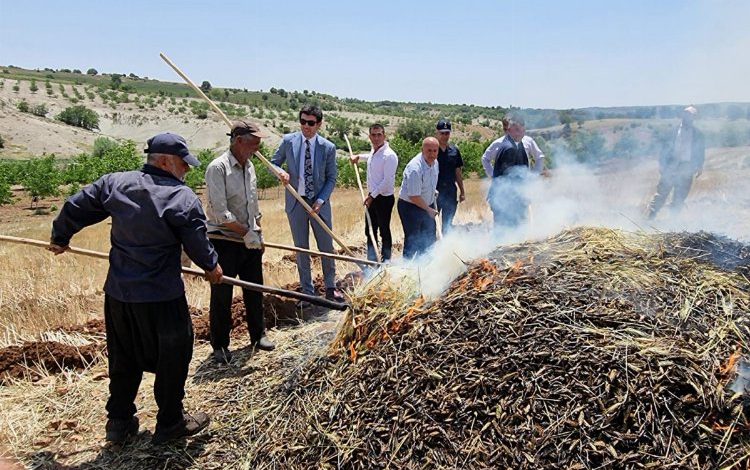 Adıyaman Belören’de firik hasadı başladı