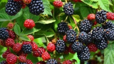 Kocaeli’den yüzde 50 hibeli meyve fidanı