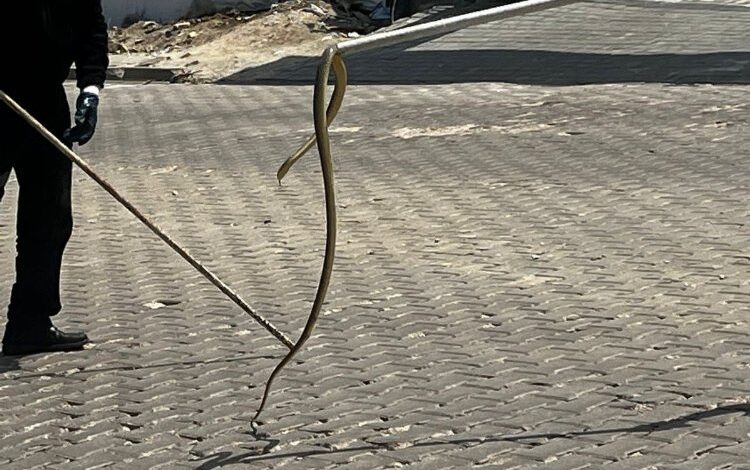 Bozüyük’te araç tekerleğini saran yılanı itfaiye ekipleri çıkardı Bozüyük’te araç tekerleğini saran yılanı itfaiye ekipleri çıkardı