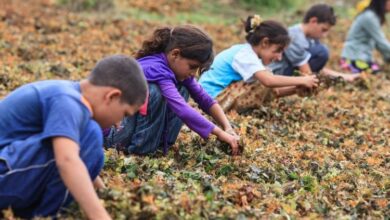 Yoksulluk çocukları çalışmaya zorluyor