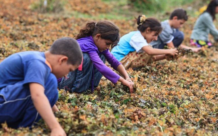 Yoksulluk çocukları çalışmaya zorluyor