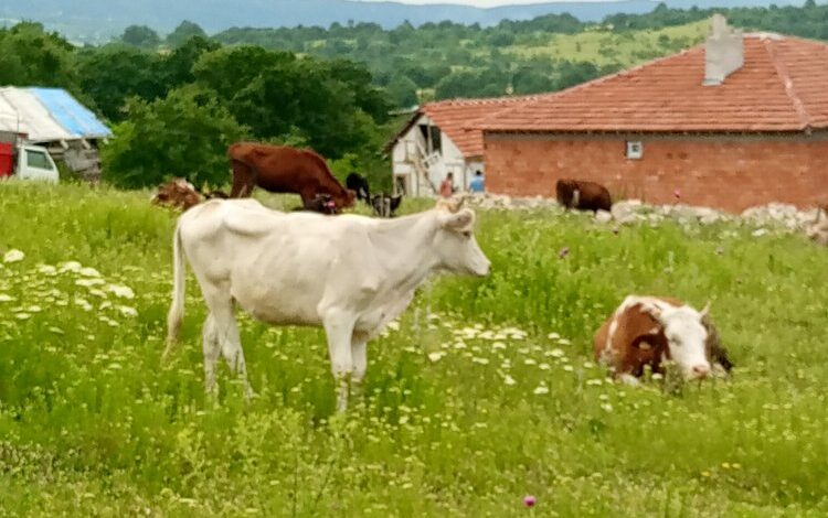 Bilecik’te kaçan düvelerden ikincisi de bulundu Bilecik’te kaçan düvelerden ikincisi de bulundu
