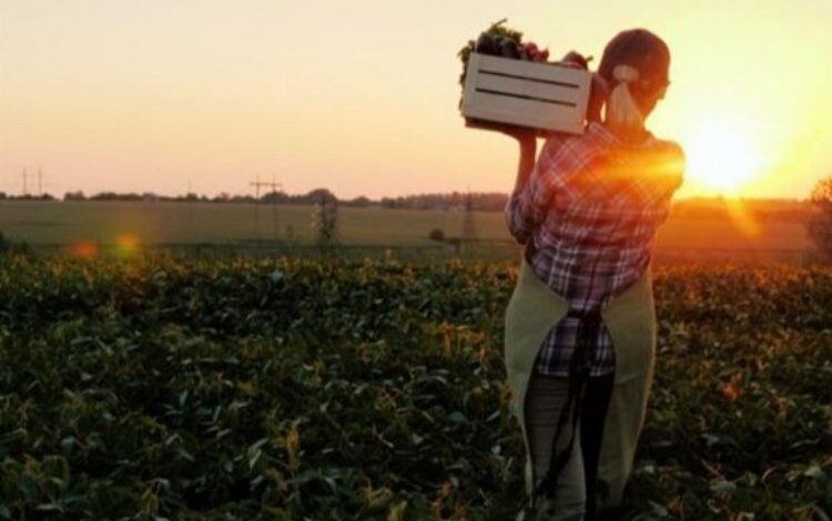 Kadın çiftçiye büyük destek Kadın çiftçiye büyük destek