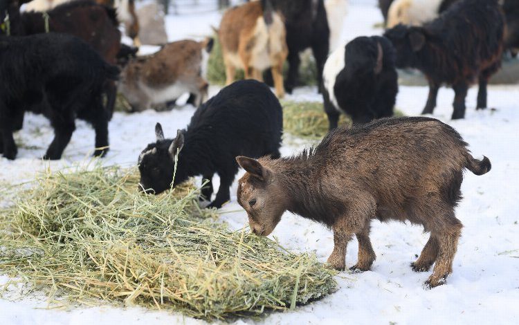 Kayseri Büyükşehir Hayvanat Bahçesi sakinlerine kışa özel bakım Kayseri Büyükşehir Hayvanat Bahçesi sakinlerine kışa özel bakım