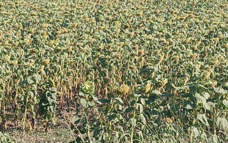 Ayçiçeği avans fiyatına ziraat odalarından tepki Ayçiçeği avans fiyatına ziraat odalarından tepki