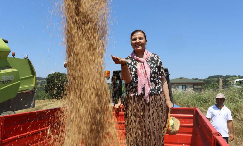 İzmit’te ekilen yerel tohumlar ekmeklik buğdaya dönüştü