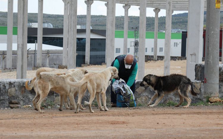 Gaziantep sokak hayvanlarını besliyor Gaziantep sokak hayvanlarını besliyor