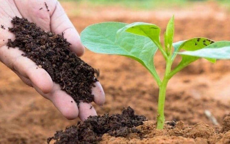 Manisa’da üreticiye gübre desteği