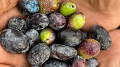 Garaova Dilmit Zeytin Şenliği’ne hazırlanıyor