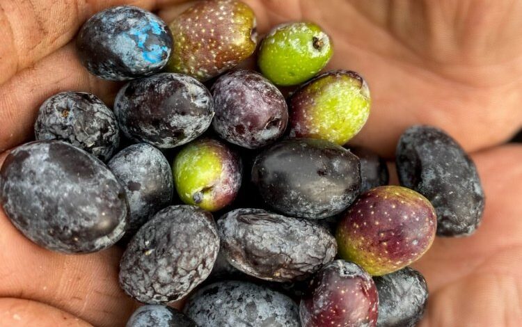 Garaova Dilmit Zeytin Şenliği’ne hazırlanıyor