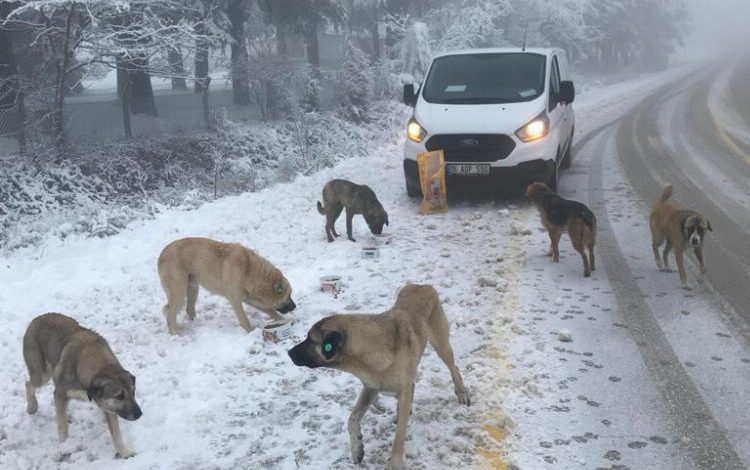 Osmangazi Belediyesi, Uludağ’daki sahipsiz hayvanları besliyor