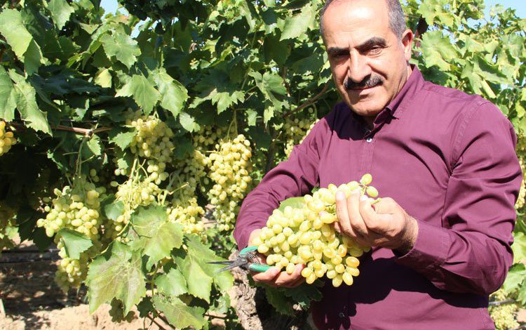 Yaş meyvede pestisit sorununa Şili modeli önerisi