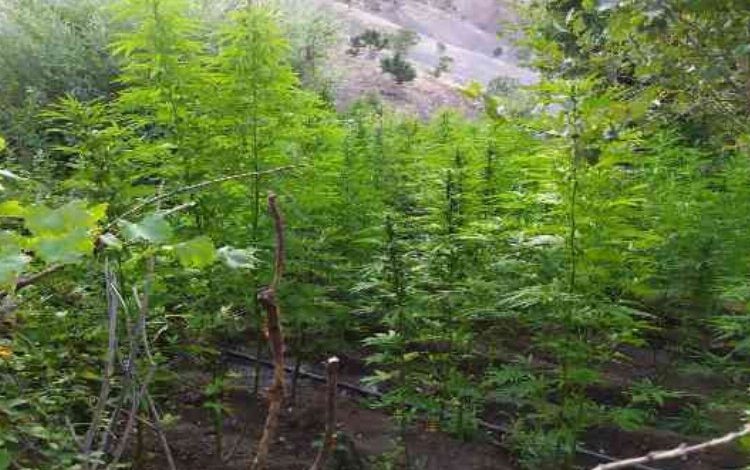 Bingöl’de 92 bin kök kenevire el kondu Bingöl’de 92 bin kök kenevire el kondu