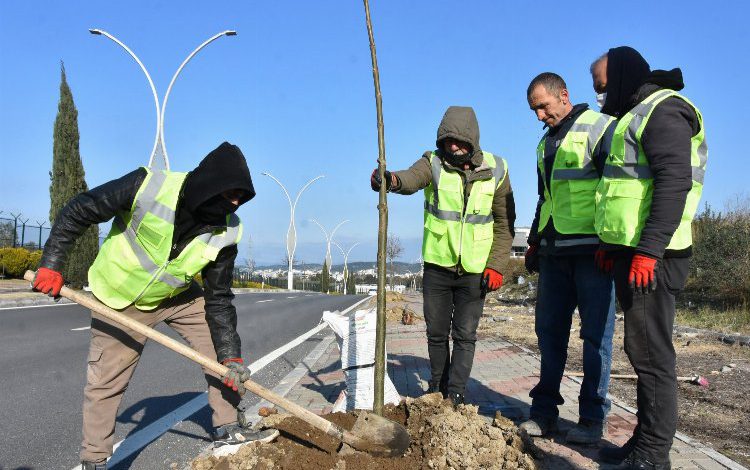 İzmir Aliağa’da pavlonya ağaçları süsleyecek İzmir Aliağa’da pavlonya ağaçları süsleyecek