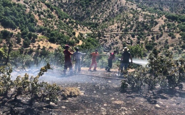Bingöl’deki orman yangını kısa sürede söndürüldü