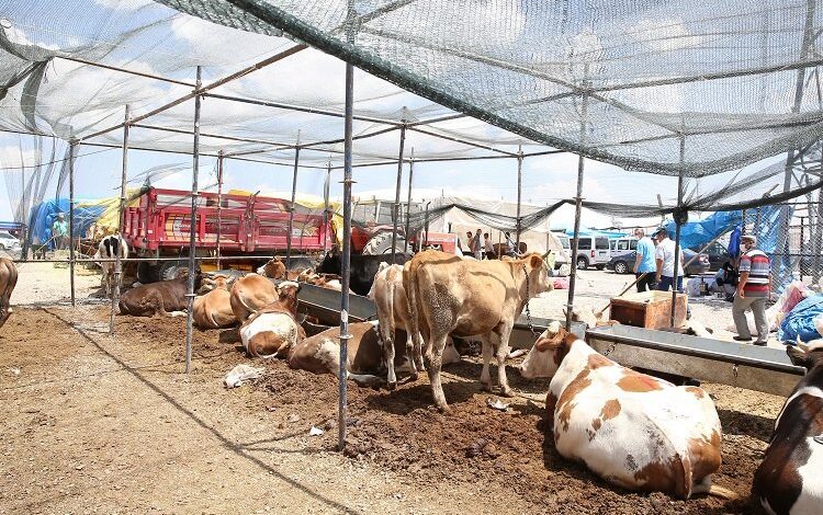 Kayseri Büyükşehir kurban tedbirlerini aldı Kayseri Büyükşehir kurban tedbirlerini aldı