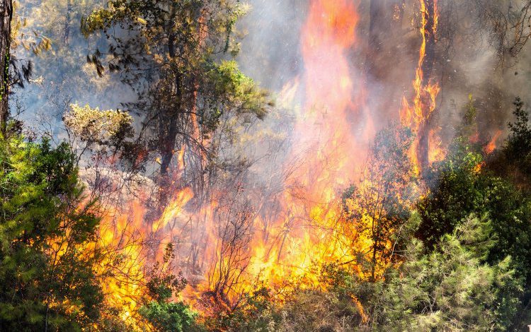 TEMA’dan çevresel değerlendirme