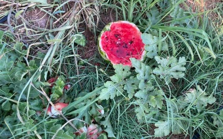 Bursa Yenişehir’de yaban hayvanları karpuzlara dadandı! Üretici çiftçiler helal etti! Bursa Yenişehir’de yaban hayvanları karpuzlara dadandı! Üretici çiftçiler helal etti!