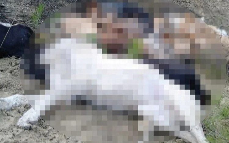 Bilecik Pazaryeri’nde şüpheli köpek ölümlerine 4 gözaltı Bilecik Pazaryeri’nde şüpheli köpek ölümlerine 4 gözaltı