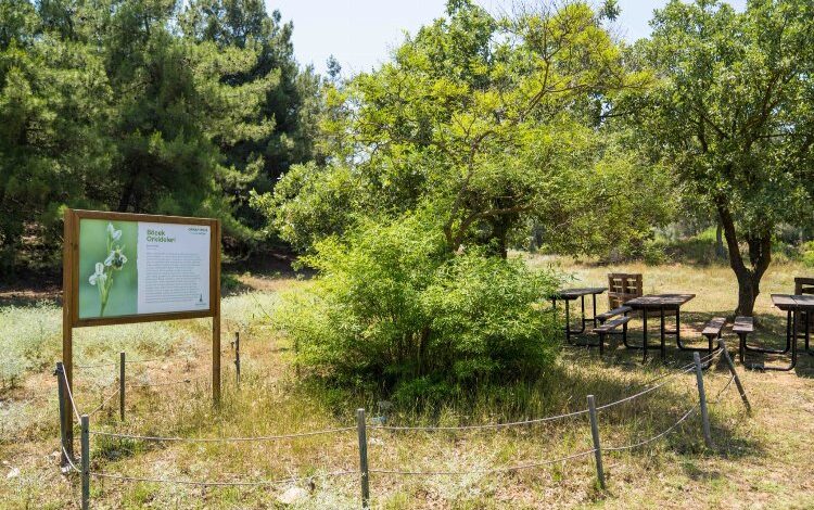 Afrika İzmir’e geldi