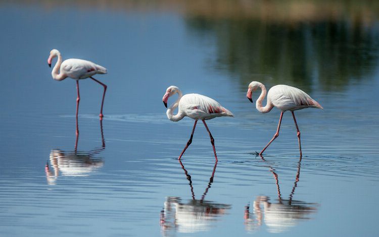 Gediz Deltası kuşlarının yaşamı kayıt altına alındı Gediz Deltası kuşlarının yaşamı kayıt altına alındı