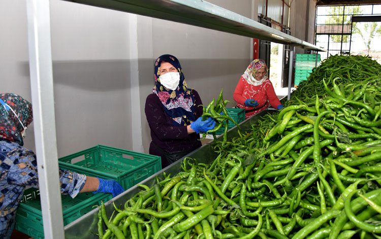 Migros, Bursa Yenişehirli üreticiden alım yapacak Migros, Bursa Yenişehirli üreticiden alım yapacak