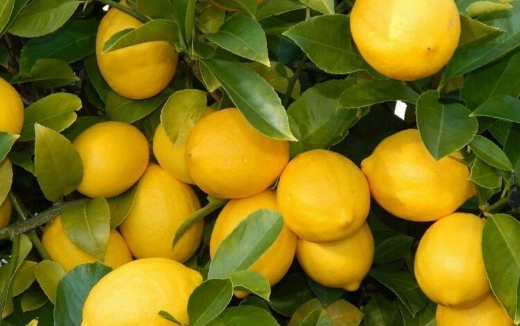 Üretici ile market arasındaki fiyat farkına ‘limon’ sıkıldı! Limon yüzde 573,6 fark gördü Üretici ile market arasındaki fiyat farkına ‘limon’ sıkıldı! Limon yüzde 573,6 fark gördü