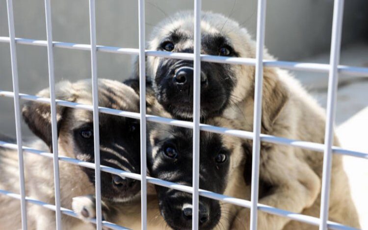 Antalya’da can dostlar yeni evlerinde Antalya’da can dostlar yeni evlerinde