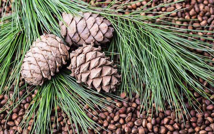 Çam fıstığında kötü giden yıllar sona erdi