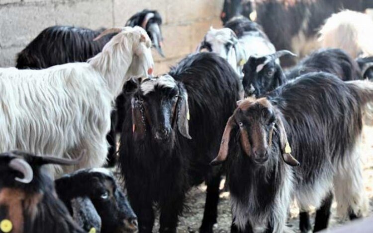 Kıl Keçisi Projesi için son başvuru 15 Eylül’e uzatıldı Kıl Keçisi Projesi için son başvuru 15 Eylül’e uzatıldı