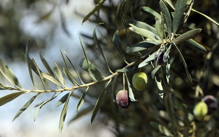 Gemlik Zeytini’ne AB tescili!