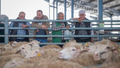 Çiftçiye hayvancılık desteği