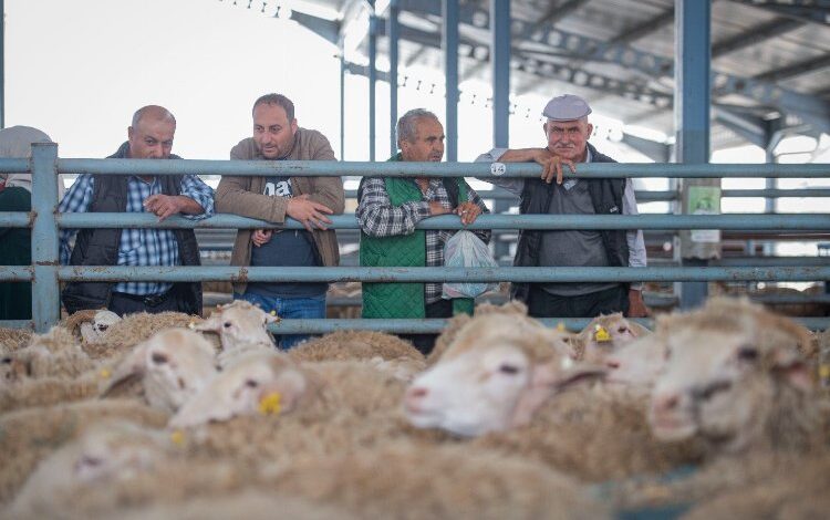 Çiftçiye hayvancılık desteği Çiftçiye hayvancılık desteği