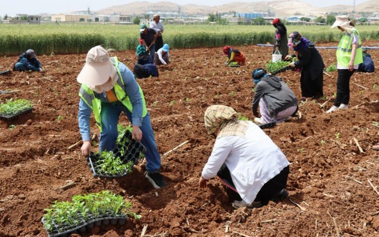 200 bin isot fidesi toprakla buluştu