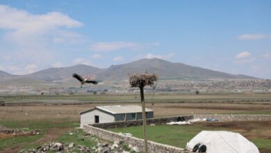 Göçmen leylekler Hürmetçi Sazlığı’nda