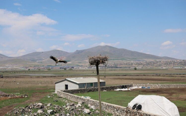 Göçmen leylekler Hürmetçi Sazlığı’nda Göçmen leylekler Hürmetçi Sazlığı’nda