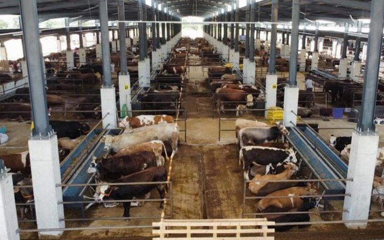 İnegöl Hayvan Pazarı Kotra ihale tarihi açıklandı İnegöl Hayvan Pazarı Kotra ihale tarihi açıklandı