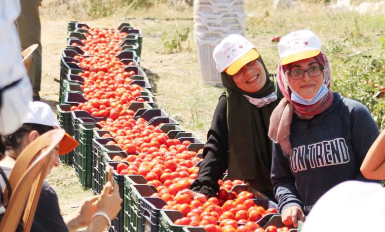 İzmir’deki ‘son hasat’ta 1 ton domates İzmir’deki ‘son hasat’ta 1 ton domates