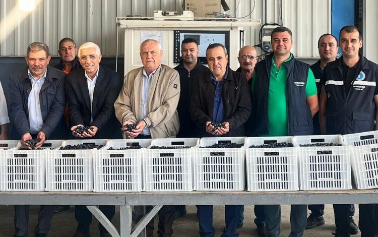 Marmarabirlik’ten zeytin üreticilerine ikinci dilim ödeme 24 Kasım’da Marmarabirlik’ten zeytin üreticilerine ikinci dilim ödeme 24 Kasım’da