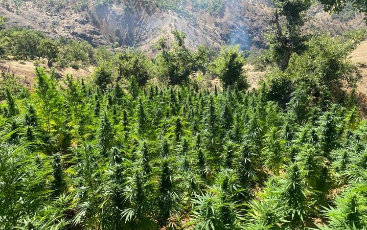 Bingöl’de 2 bin 252 kök kenevir bitkisi ele geçirildi