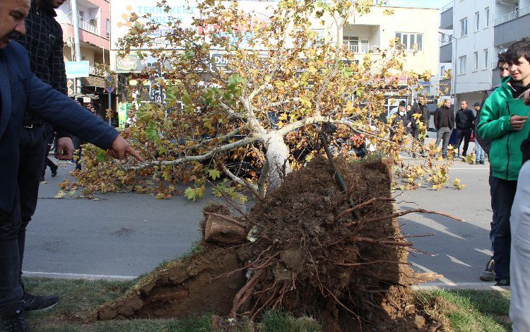 Kökleri kesilen ağaç tutunamadı Kökleri kesilen ağaç tutunamadı
