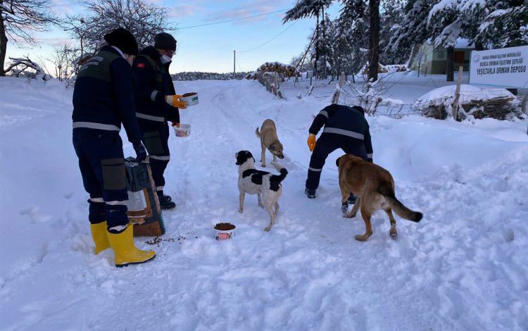Bursa Osmangazi’den Uludağ’daki can dostlara düzenli takviye