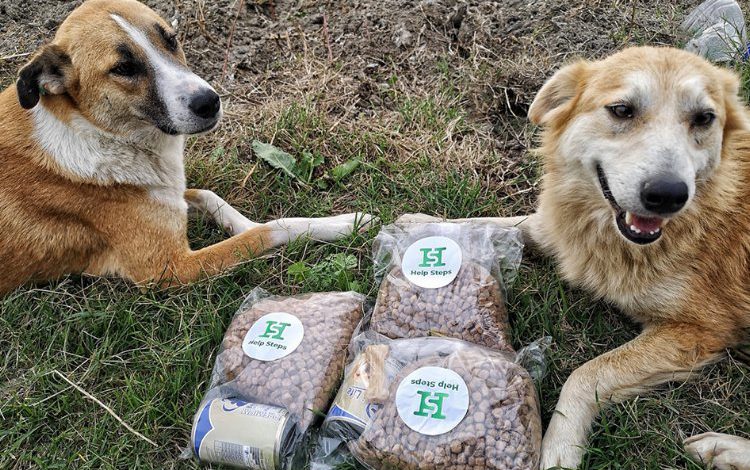 Başıboş hayvanlar için 81 ile genelge